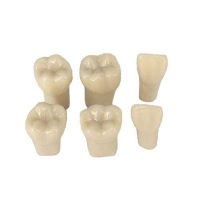 Pedo Resin Tooth